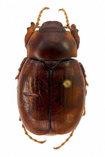Geotrogus inflatus